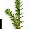 SpeciesSub: subsp. hermaphroditum